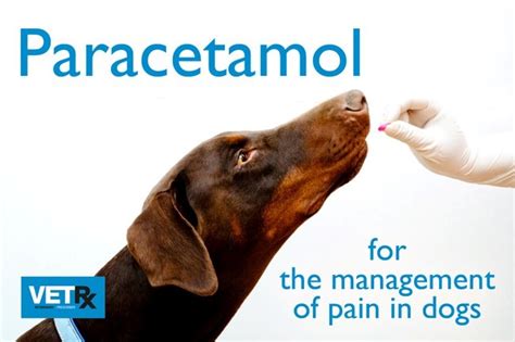 Will one paracetamol hurt my dog?