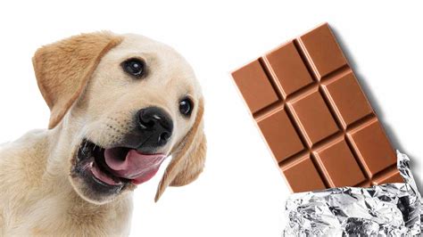 Will one piece of chocolate hurt my dog?