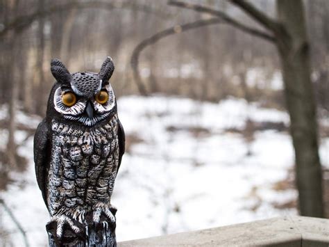 Will owl keep squirrels away?