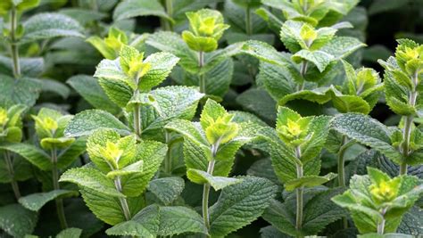 Will peppermint keep bees away?