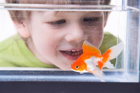 Will pet goldfish have babies?