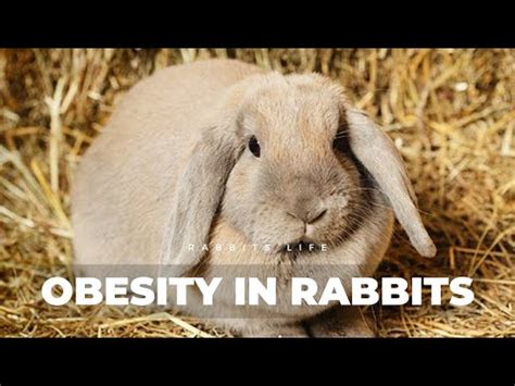 Will pet rabbits overeat?