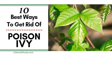 Will poison ivy ever go away on its own?