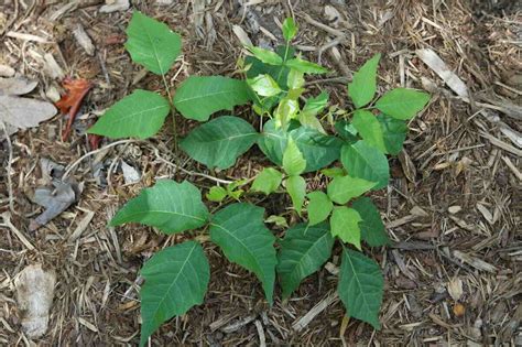 Will poison ivy go away on its own?