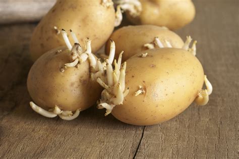 Will potatoes go bad overnight?