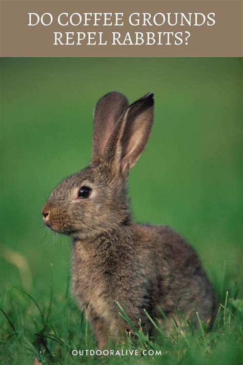 Will rabbits eat coffee grounds?
