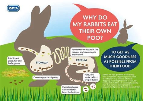 Will rabbits eat if they have a blockage?