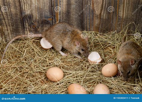 Will rat lay eggs?