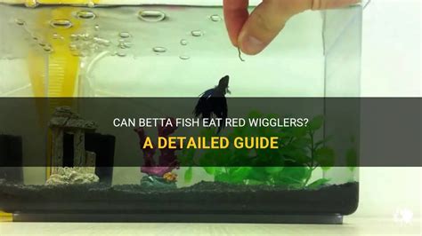 Will red wigglers eat fish?