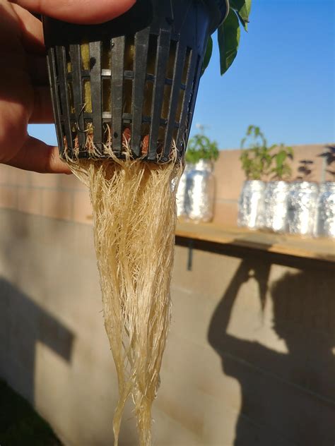 Will roots rot in hydroponics?