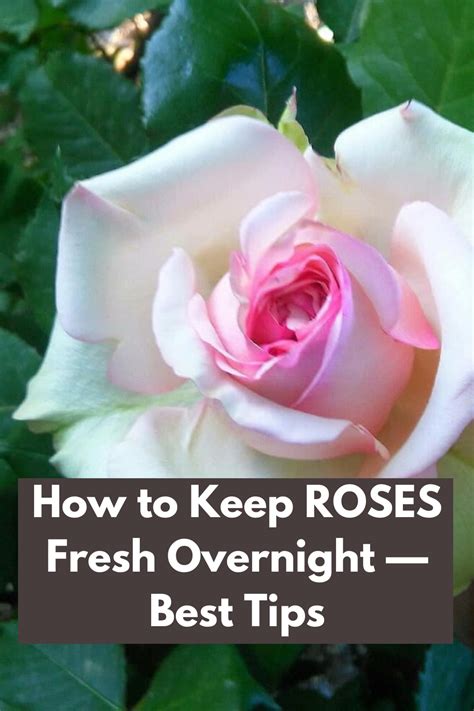 Will roses wilt overnight?
