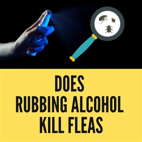 Will rubbing kill fleas?