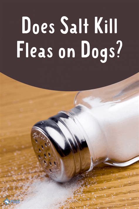 Will salt kill fleas?