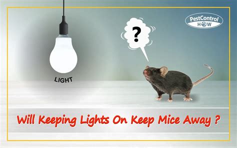 Will sleeping with lights on keep mice away?