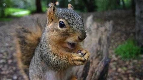 Will squirrels come to you if you wave your hand?