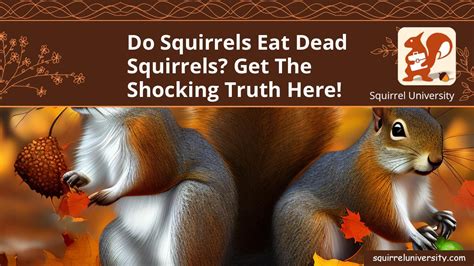 Will squirrels eat other dead squirrels?