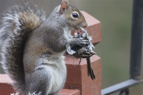 Will squirrels eat other squirrels?
