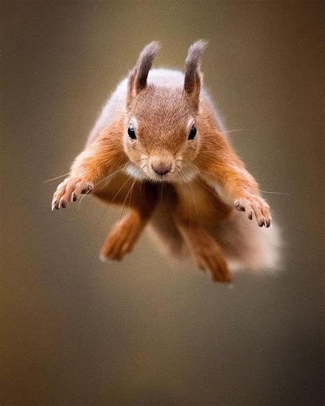 Will squirrels jump on you?