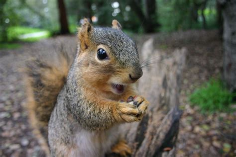 Will squirrels let you pet them?