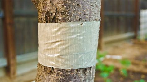 Will tape stop ants?