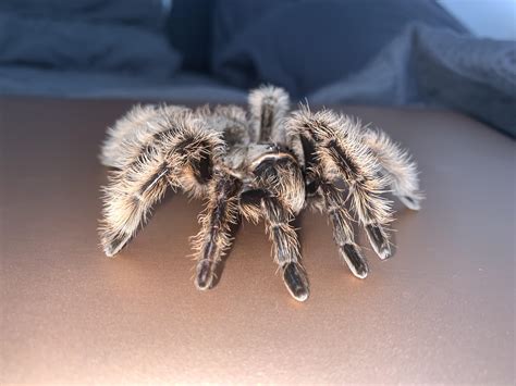 Will tarantulas let you pet them?