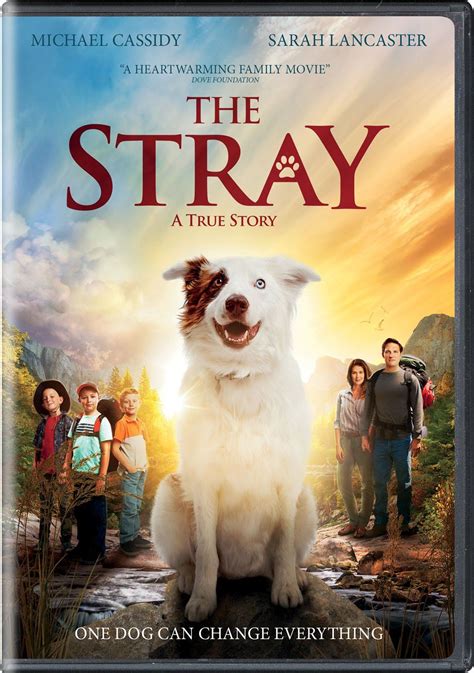Will there be a Stray movie?
