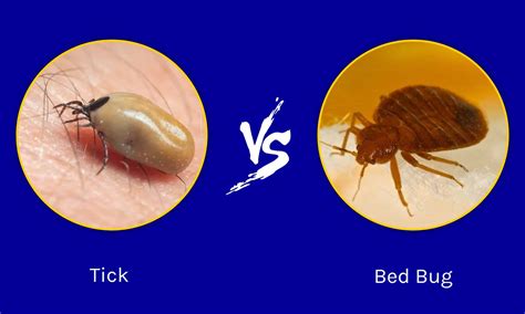 Will ticks stay in your bed?
