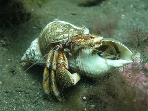 Will two female hermit crabs fight?
