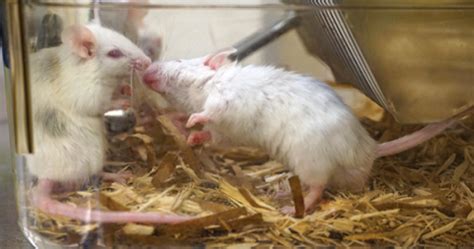 Will two male mice fight?