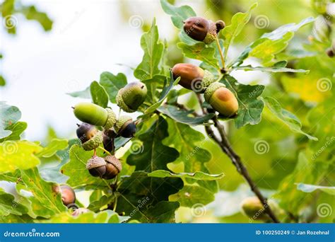 Will unripe acorns grow?