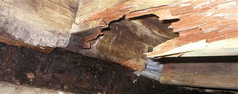 Will untreated wood rot in concrete?
