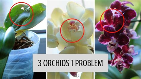 Will vinegar hurt orchids?