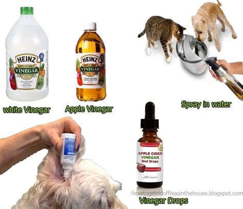 Will vinegar kill fleas?