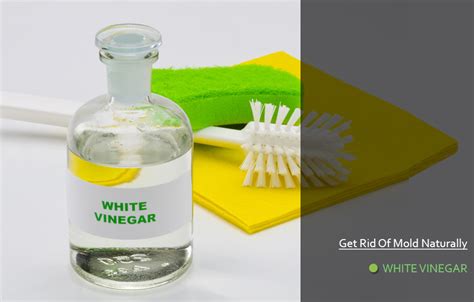 Will vinegar kill mold permanently?