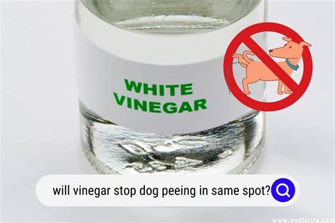 Will vinegar stop dog peeing in same spot?