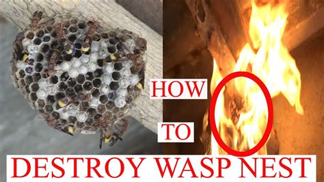 Will wasps leave if you destroy their nest?