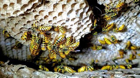 Will yellow jackets return to a destroyed nest?