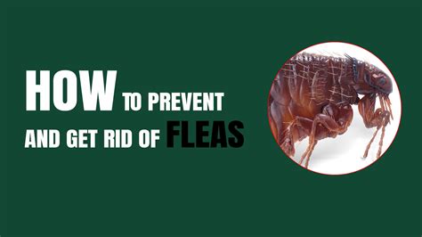 Will you still see fleas after treatment?