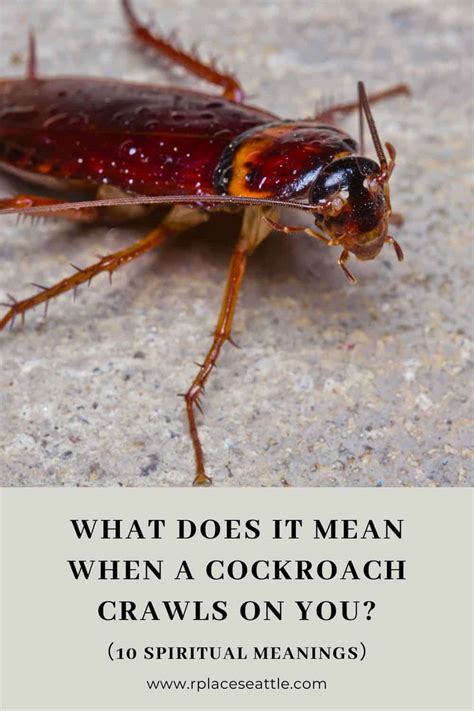 Would a cockroach crawl on you?