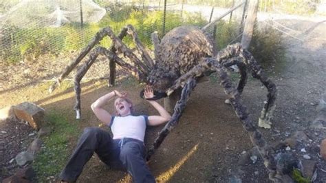 Would a giant spider eat a human?