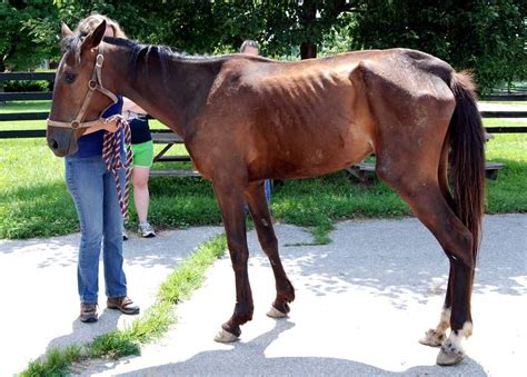 Would a starving horse eat meat?