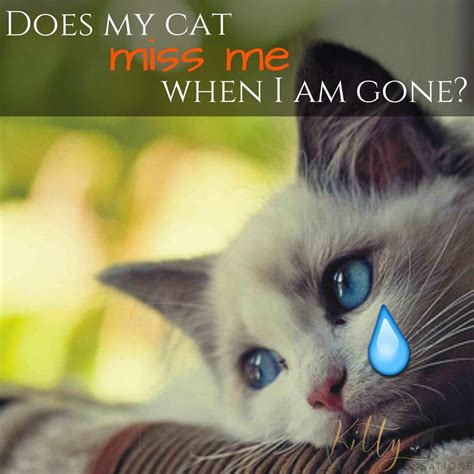 Would my cat miss me if I was gone?